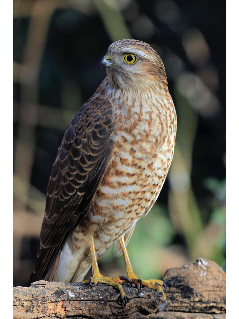 小旋风——松雀鹰 松雀鹰:又名"雀贼","南摆" 鹰属,小型猛禽 体长:28