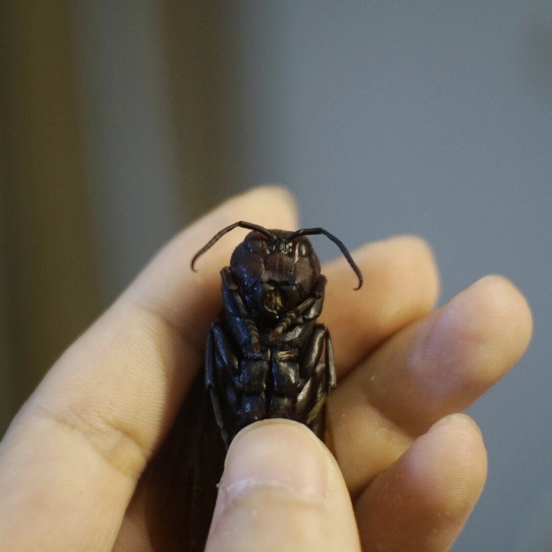 这蜂长得好恐怖 这是长脚棕马蜂的雄蜂,有着恐怖的獠牙,大小也比一般
