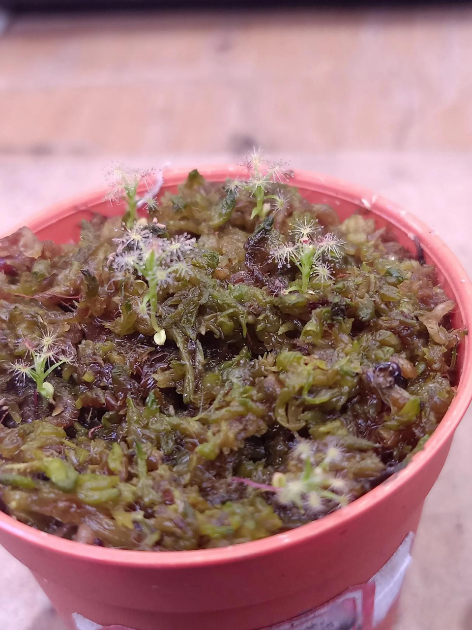 迷你茅膏菜冬芽发芽率真高 半个月左右的时间迷你茅膏菜冬芽都陆续