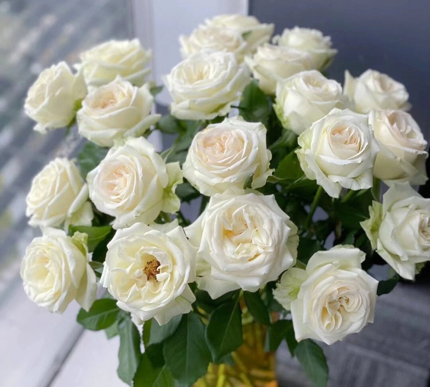 看图识花 ‖一次认识六款白色玫瑰  白雪山:经典白色玫瑰,外瓣微绿,花