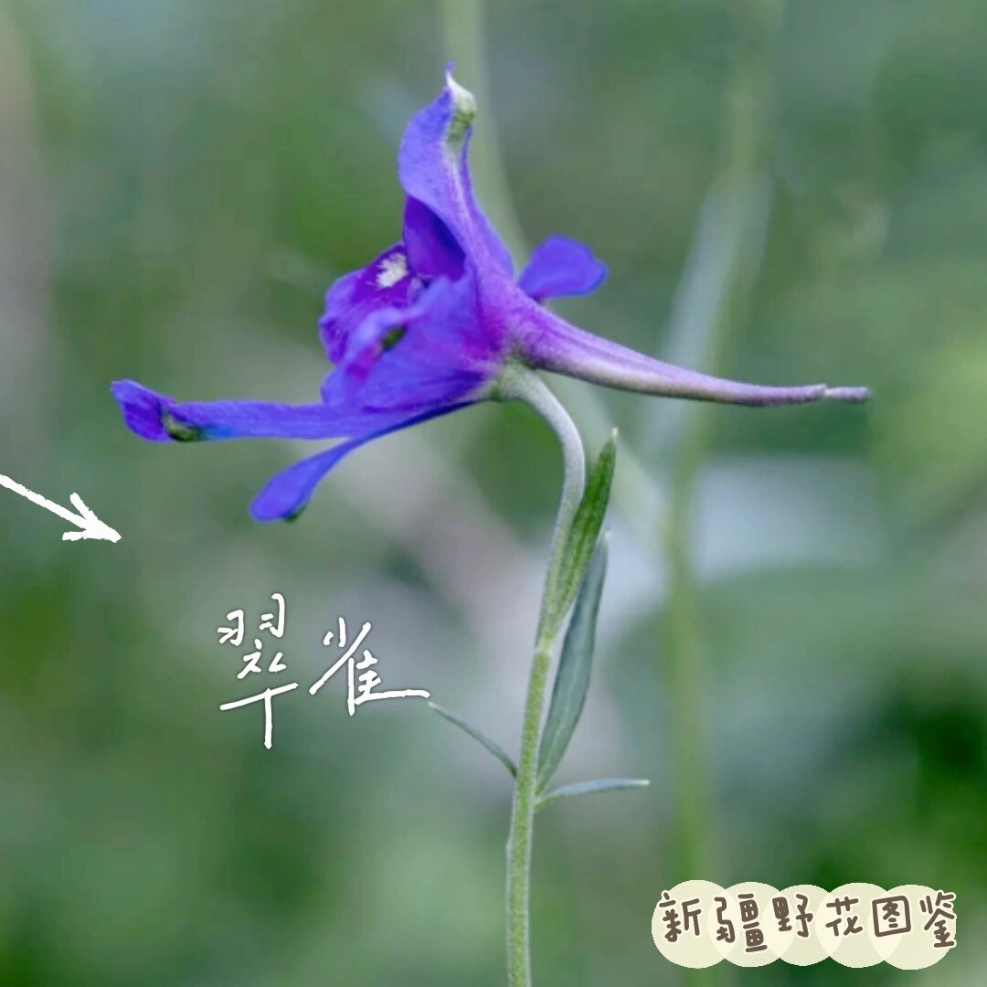 新疆野花图鉴丨🥀冷感美人 翠雀花