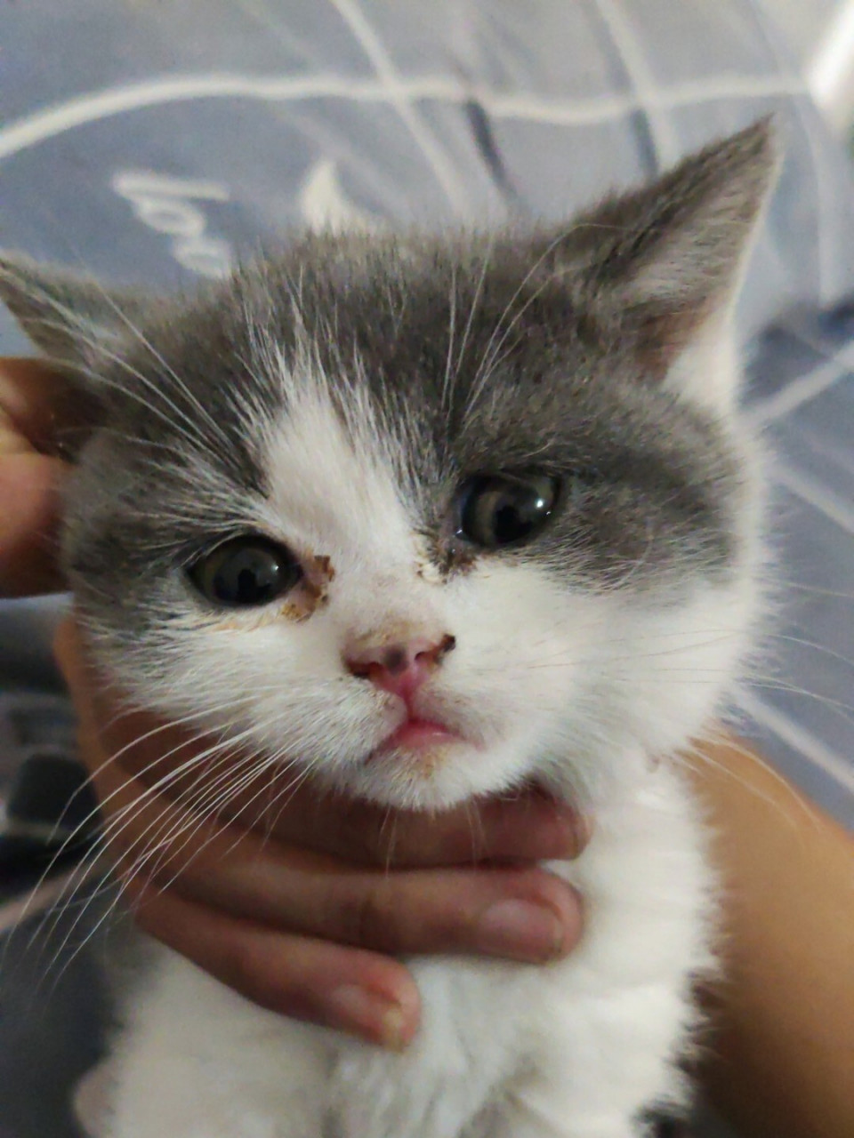 幼猫眼屎多怎么回事请大家帮帮忙 前天刚买回来的40多天的小蓝白,当时