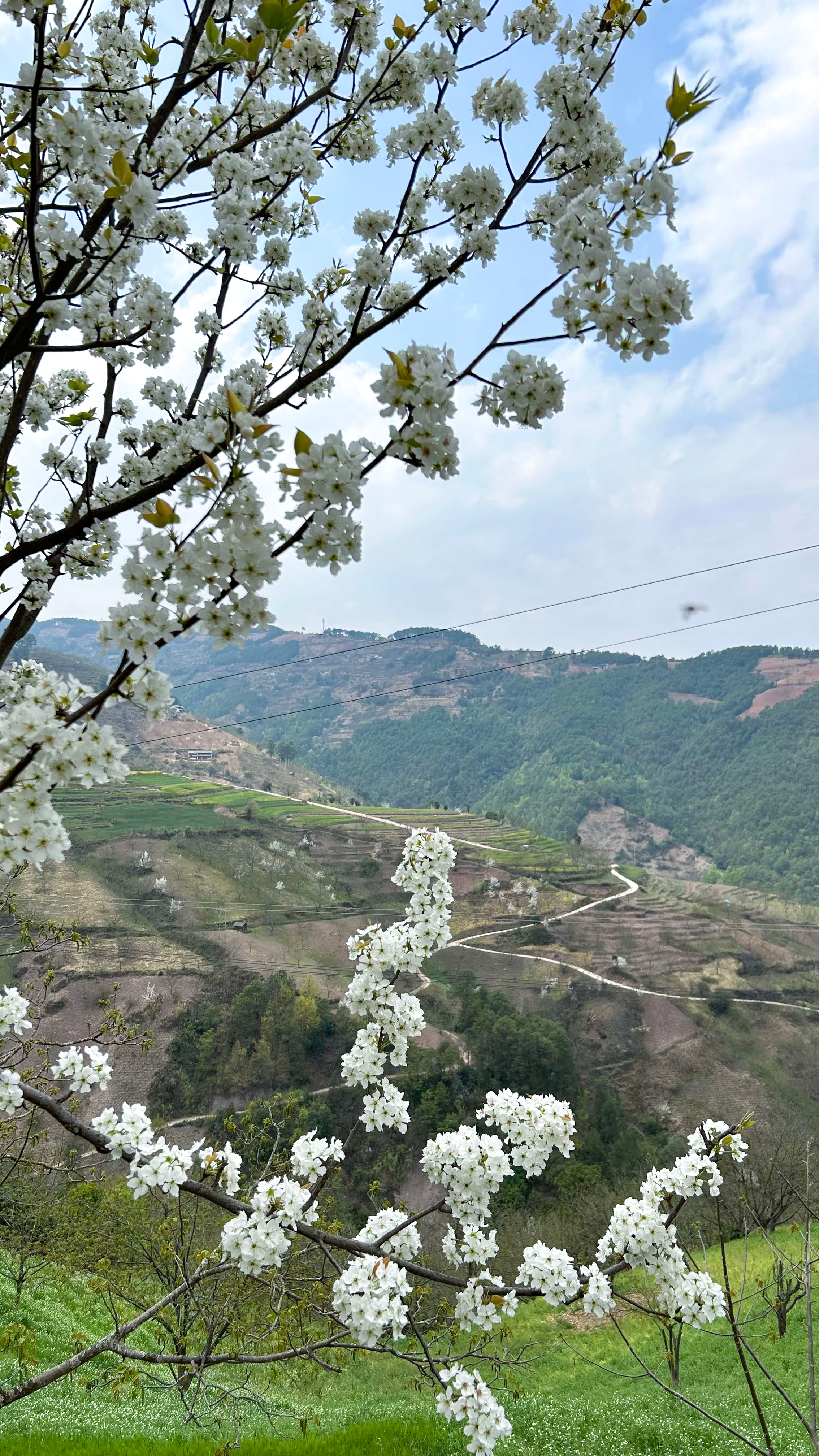 阳春三月,漾濞秀岭万亩梨园梨花盛开,本周末将迎来最佳观赏期