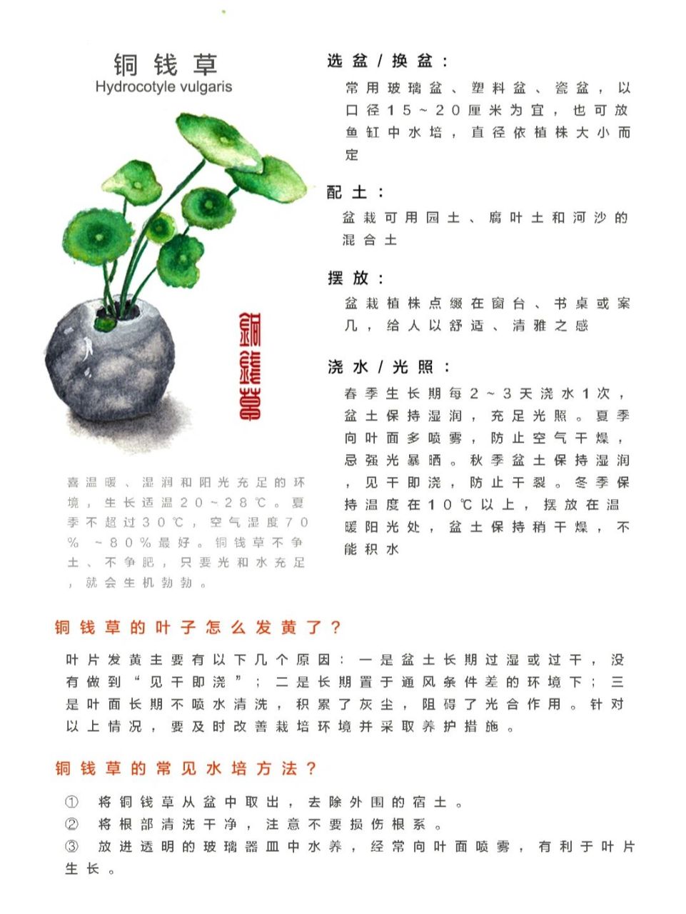 新手养铜钱草,如何做到叶大爆盆?