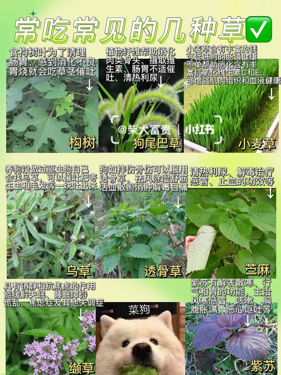 狗狗吃草是什么原因图片