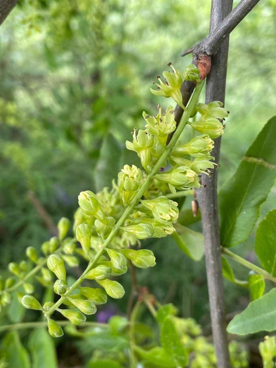皂荚花·留住美好的回忆99996990