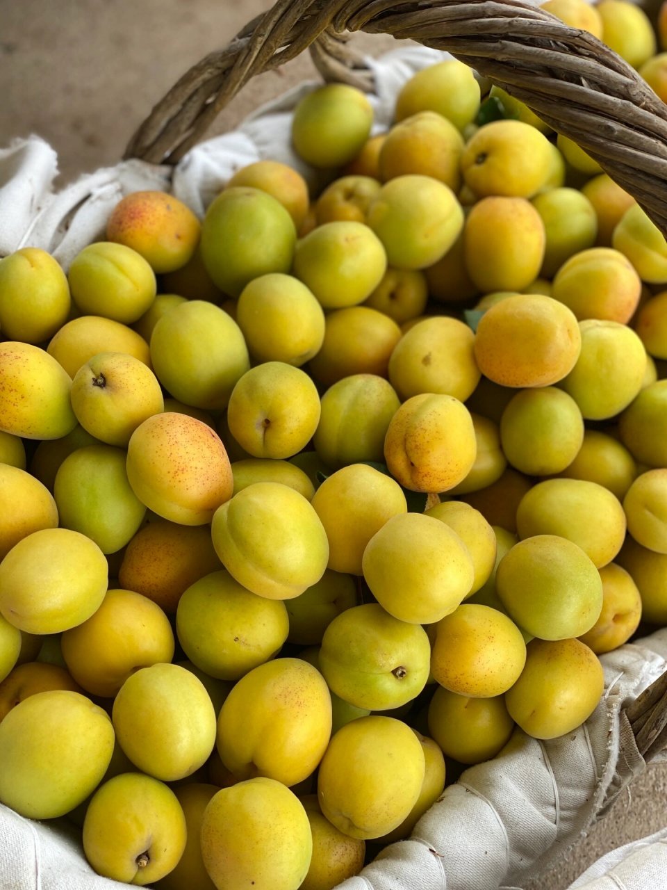 荷兰香蜜杏儿 荷兰香蜜杏,自然成熟,肉甜软糯,仁香