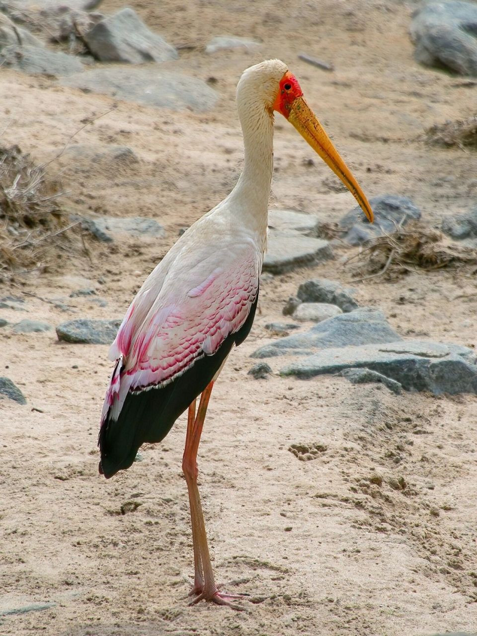 大鸟 黄嘴鹮鹳 原创拍摄  黄嘴鹮(huán)鹳(guàn),鹳形目鹳科鹮鹳属