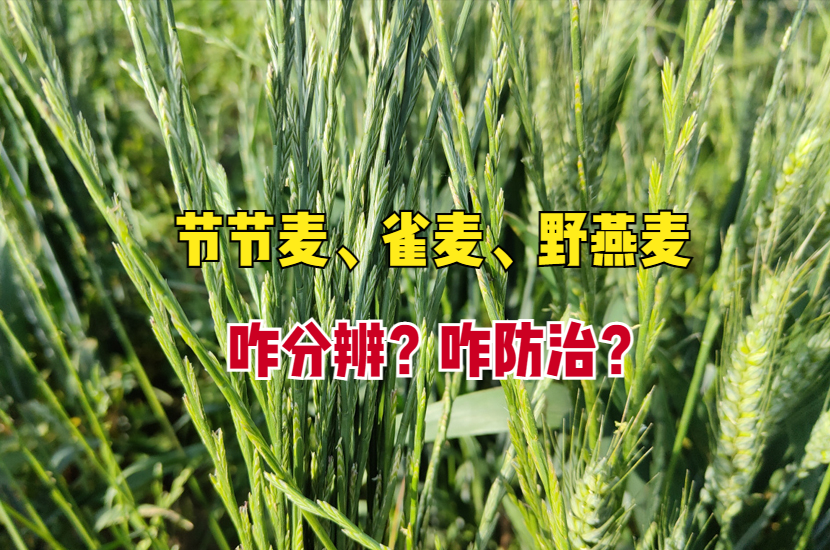 小麦田节节麦雀麦野燕麦咋分辨用啥除草剂附4点防治技巧