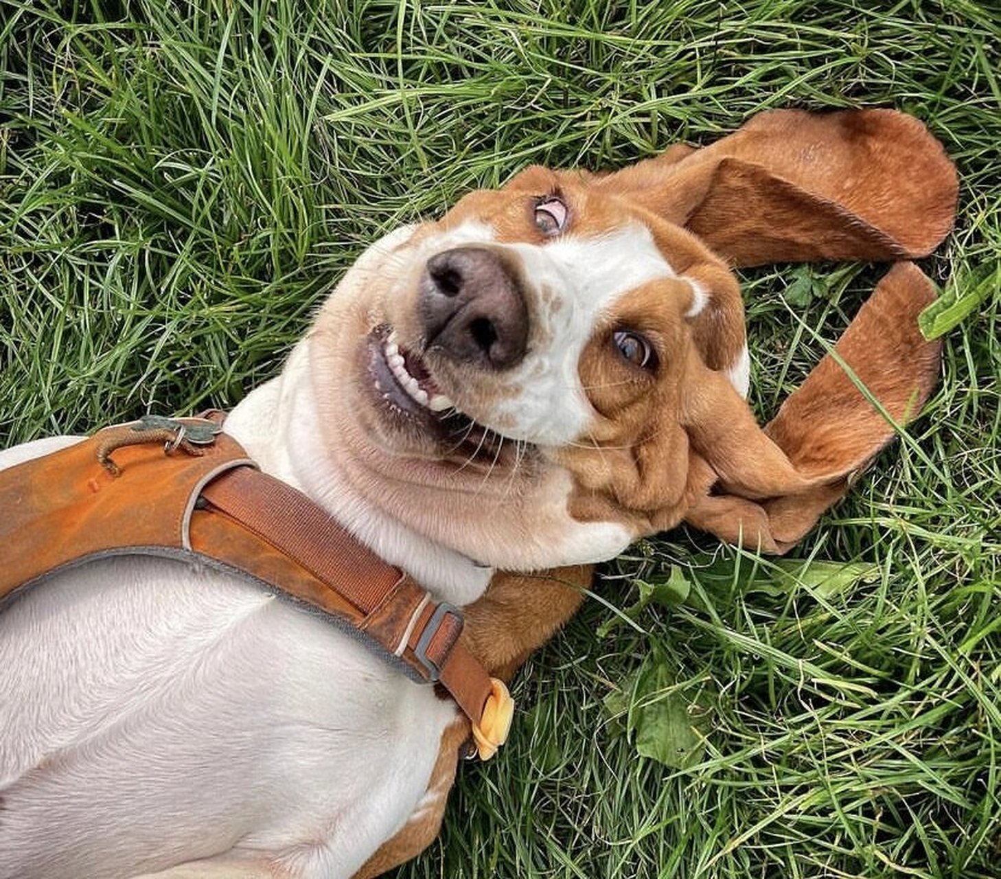 狗狗小百科:巴吉度猎犬的起源 巴吉度猎犬,标准全称叫法国巴吉度猎犬