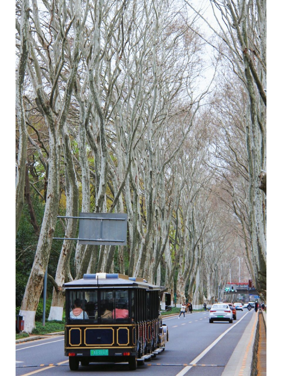 南京最美梧桐大道|3月24日实拍 南京最美梧桐大道,没绿!没绿!没绿!