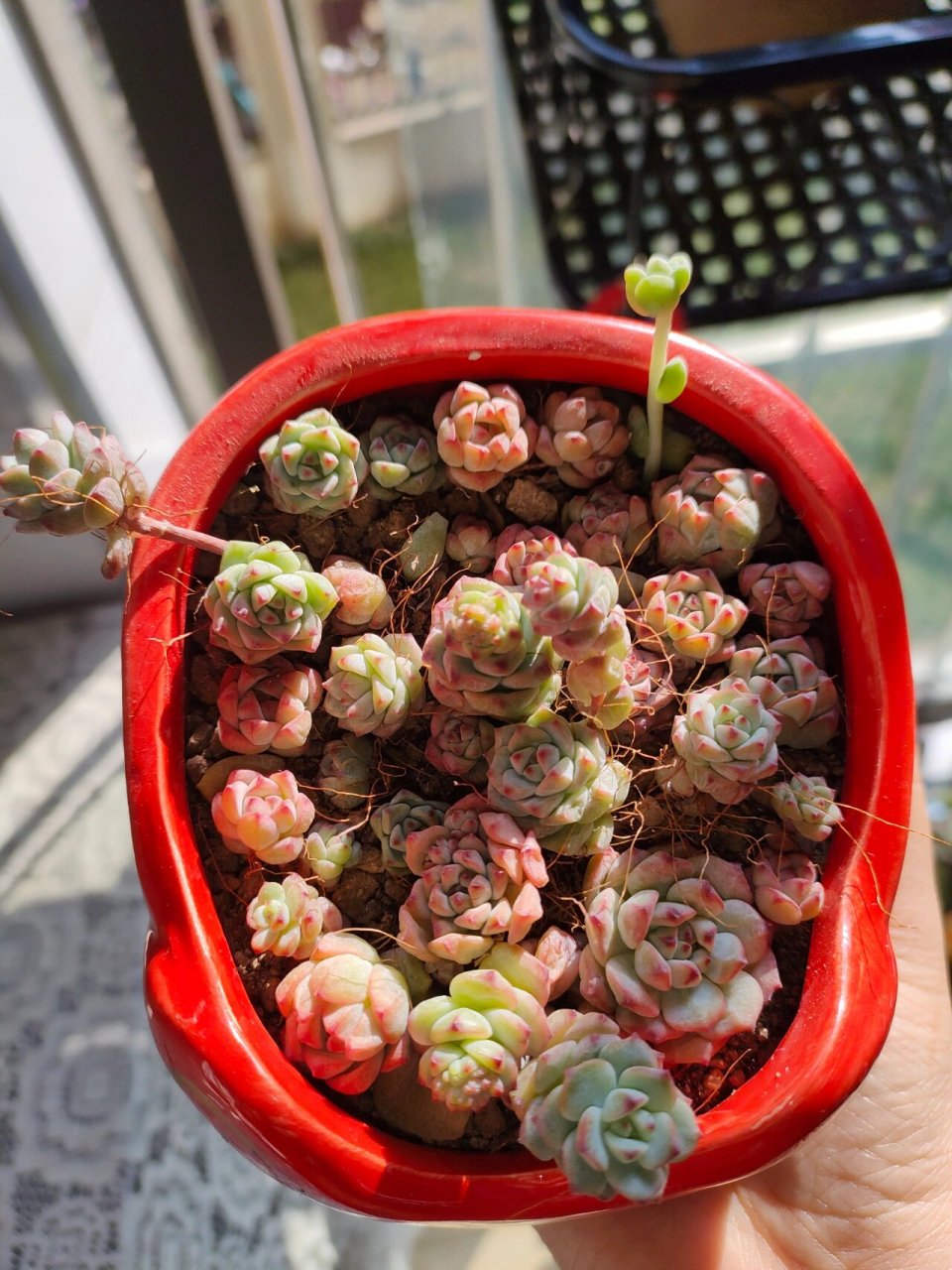 焦糖精灵多肉真美腻 昨天刚到货的焦糖精灵,今天就出太阳了7715