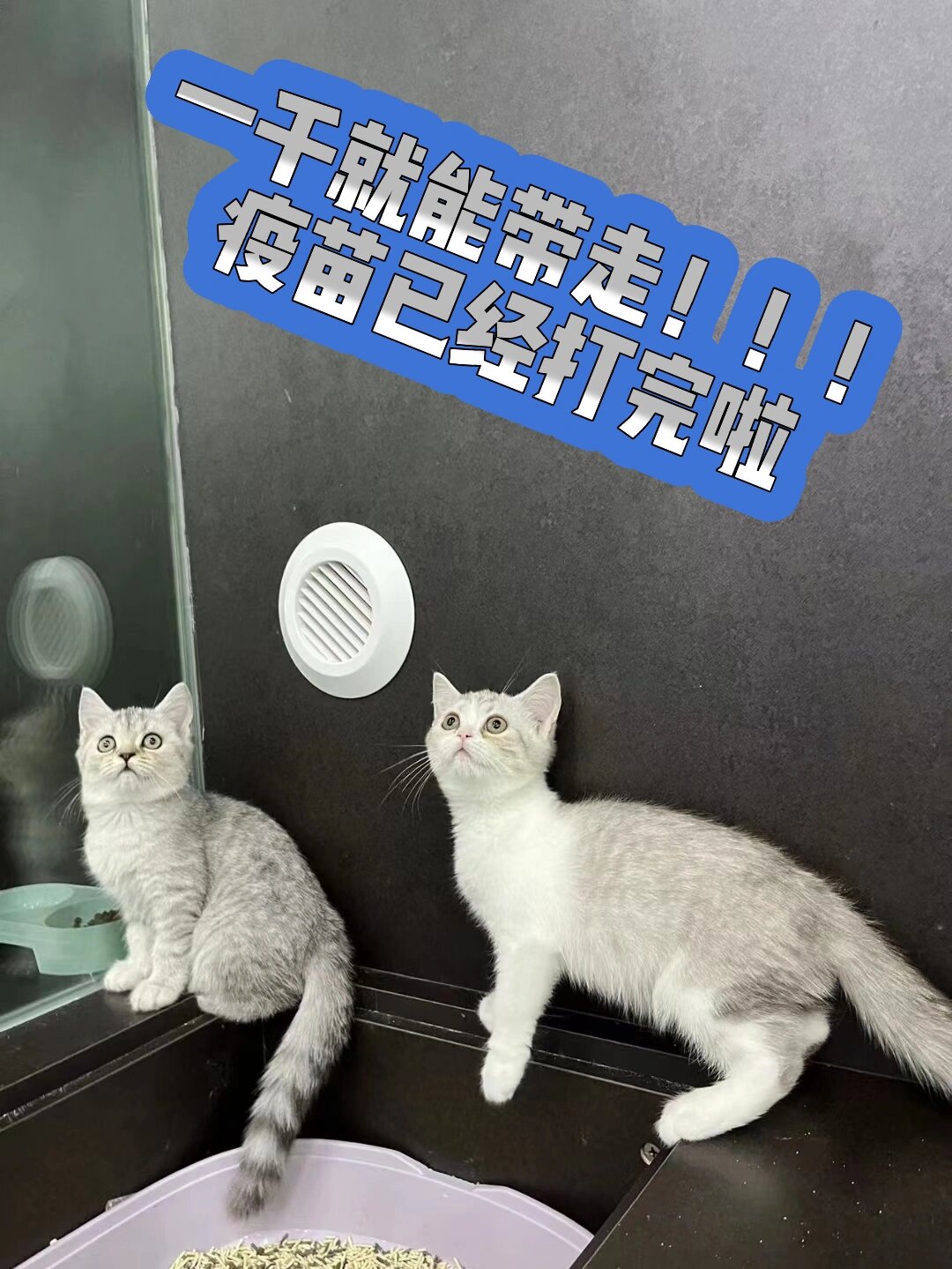 一只鱼骨纹银渐层 一只美短中加白! 特价1000带走喔!