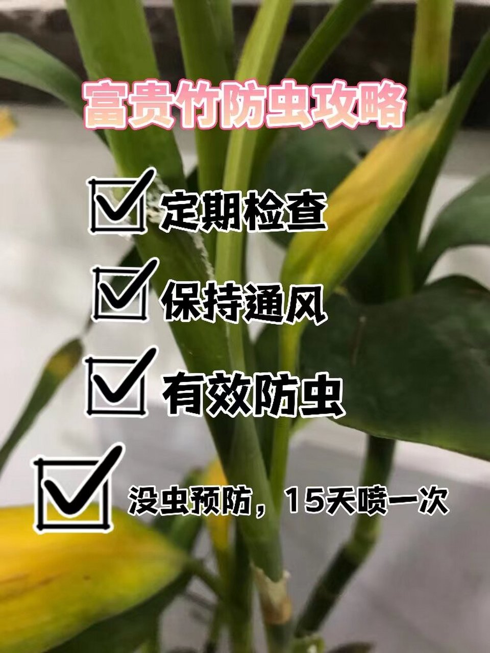 富贵竹身上长满白色虫图片