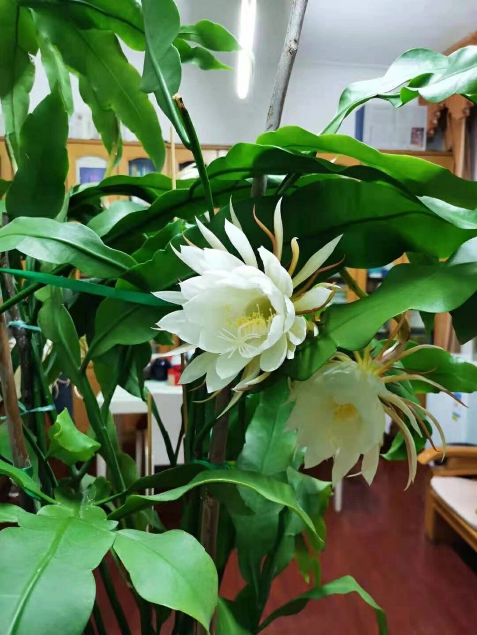 昙花 朋友们记得"昙花一现"的成语吧!