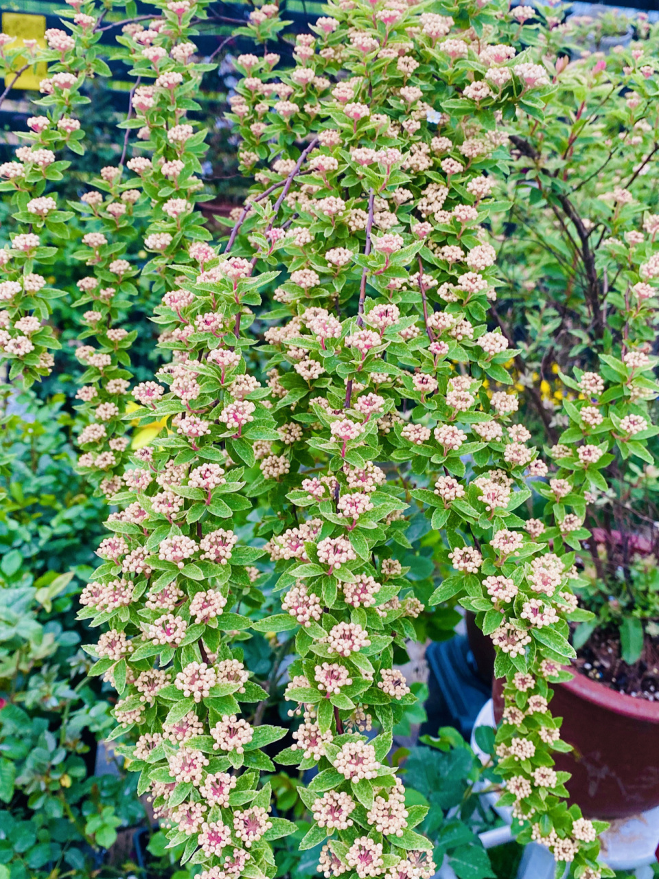 粉霜绣线菊 为了拍这个即将爆花上千朵的盛世美颜,我让老公背着我拍的