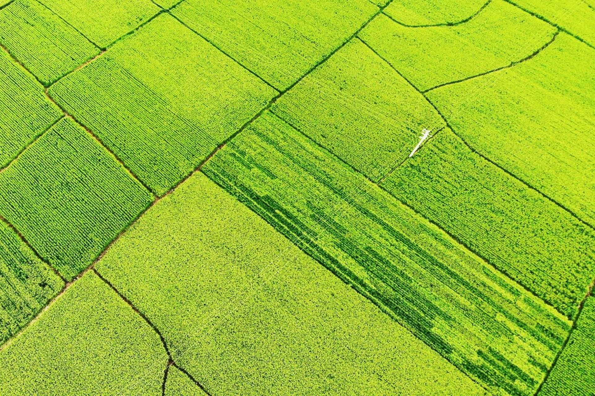 吉林航拍|夏日稻田 吉林市丰满区前二道乡附近的稻田航拍,稻田面积