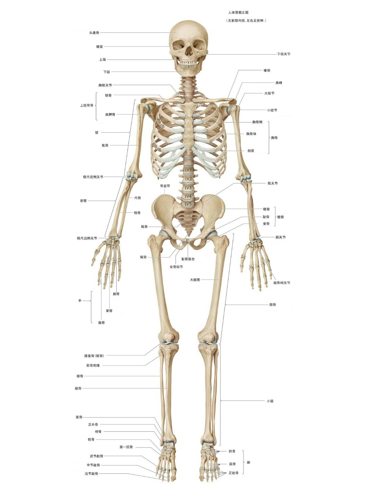人体骨骼结构图