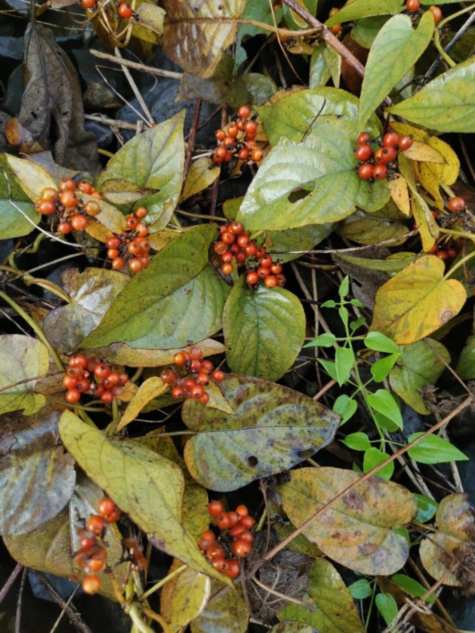 鸡屎藤即鸡矢藤(学名:paederia foetida),为茜草科鸡矢藤属多年生草