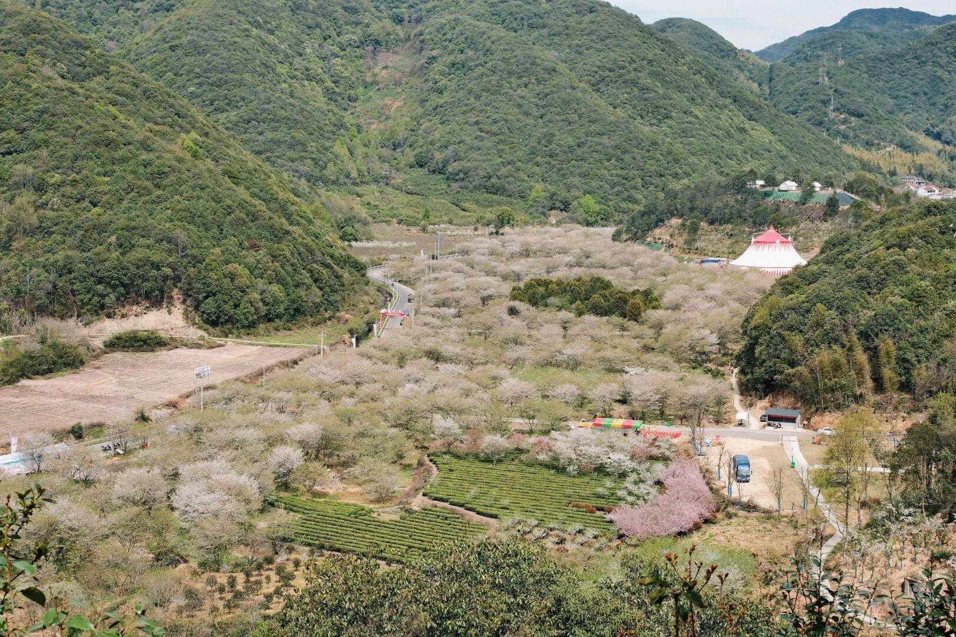 张村樱花谷花期图片