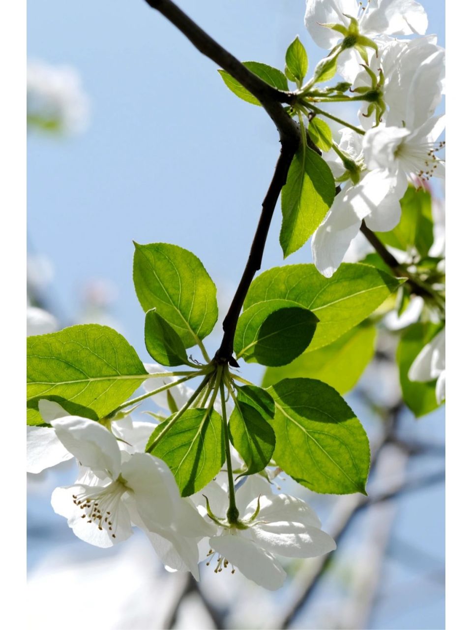 八棱海棠|家门口的风景 已经是两周前拍的照片啦,现在花瓣都落了,发的