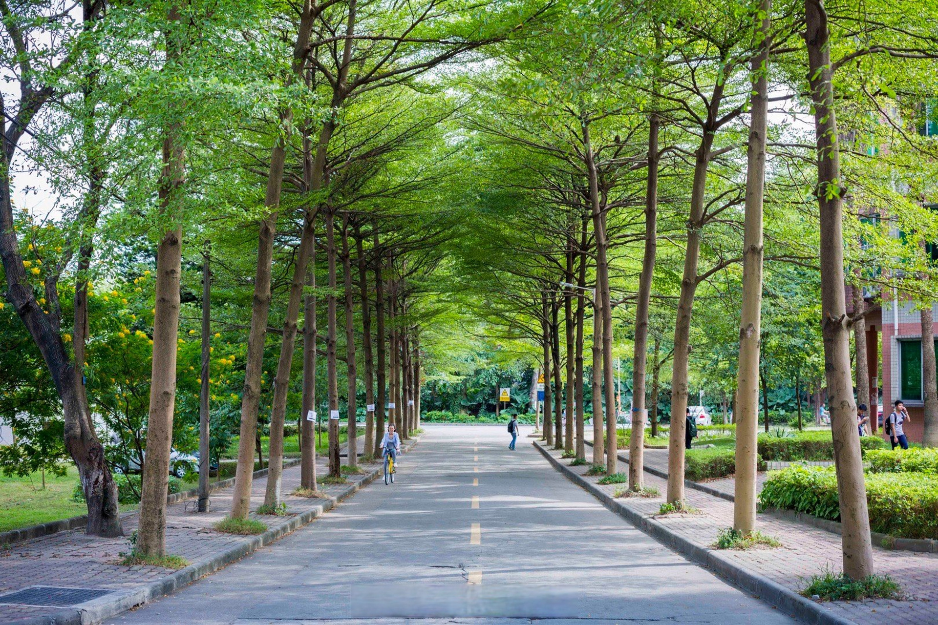 #华南农业大学114周年校庆#  【华农·早晨】 🌳大树会拥抱每个抬头