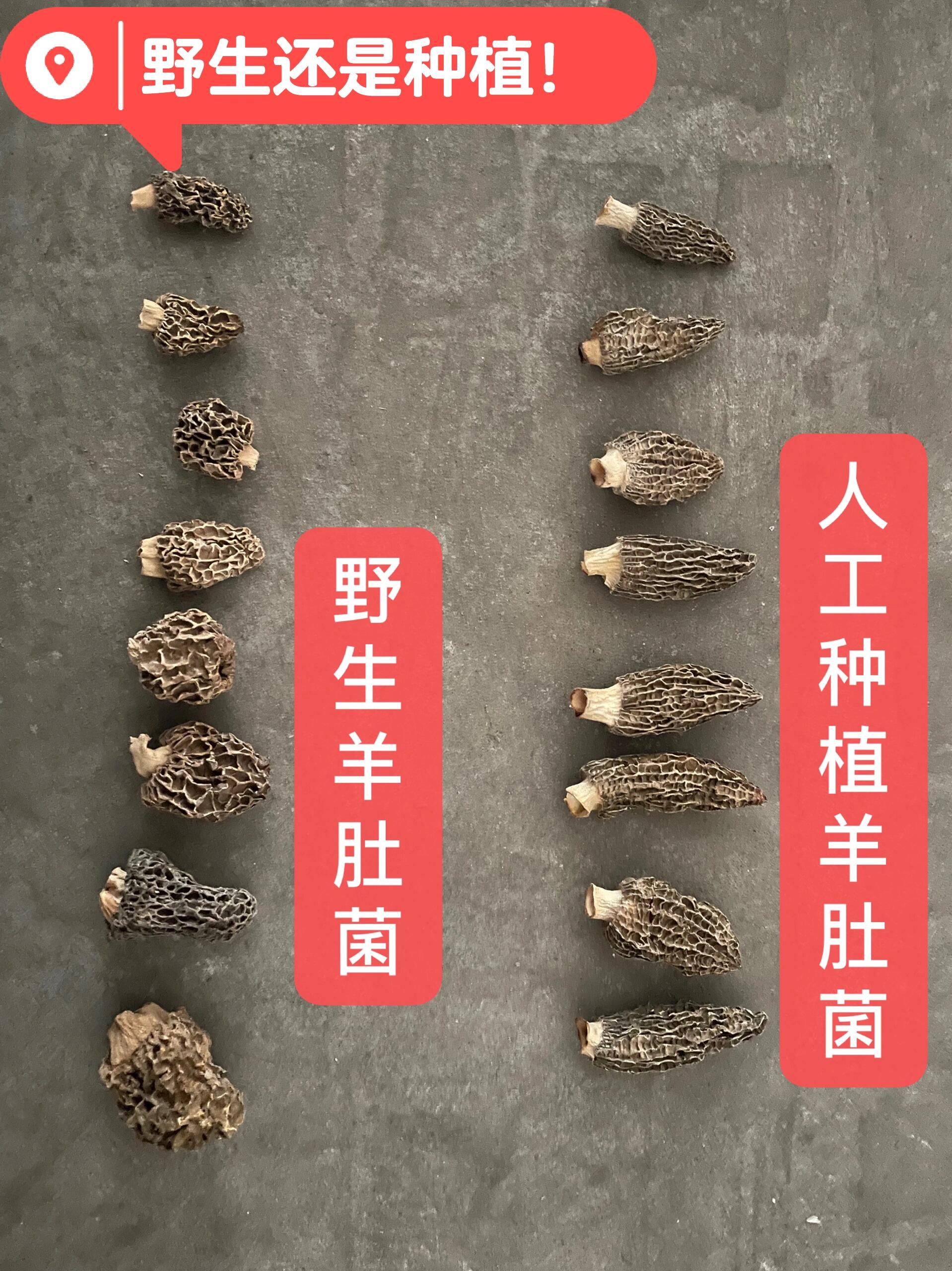 怎么辨别野生和人工种植羊肚菌❓教你挑好❤️