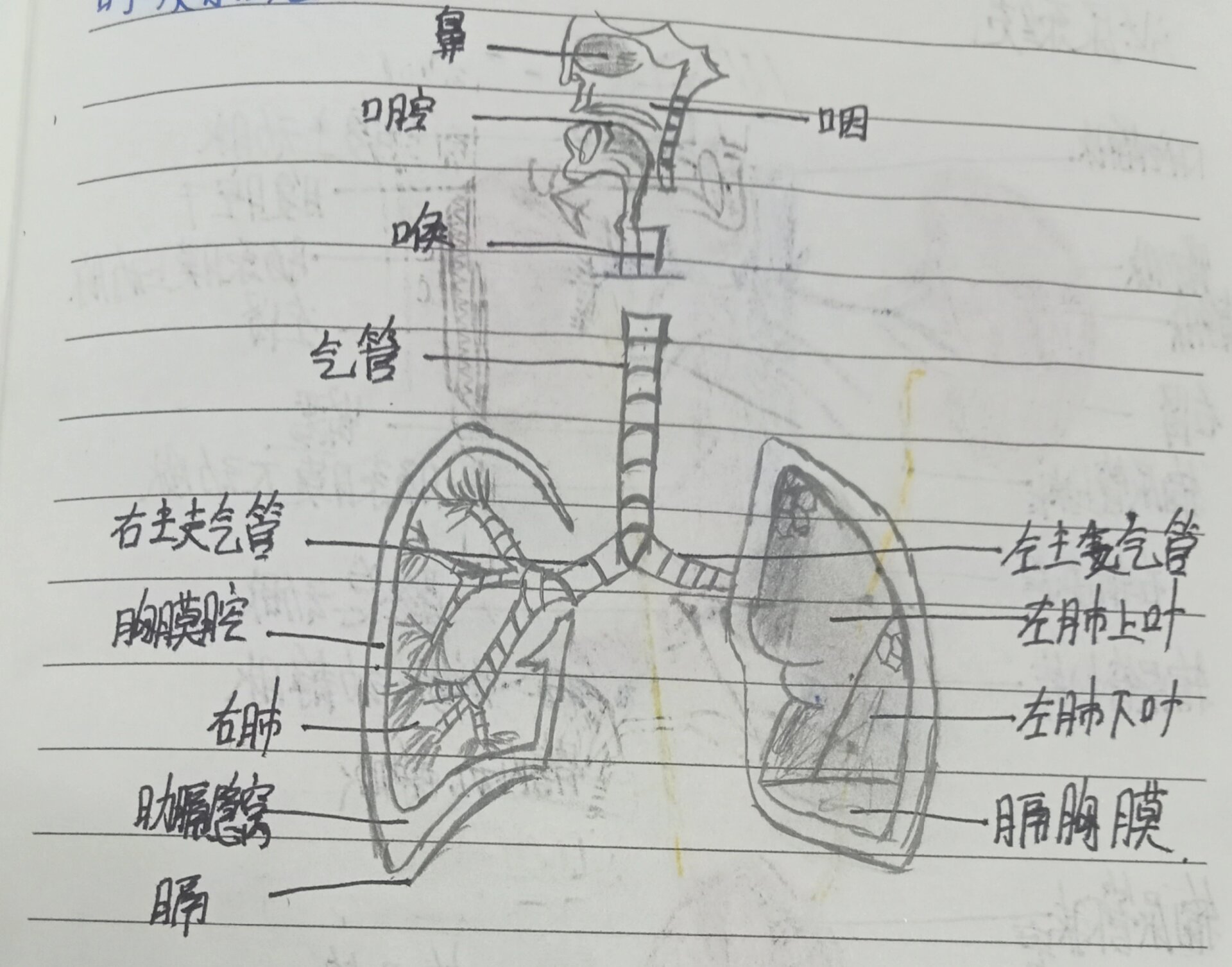 肺手绘解剖图图片