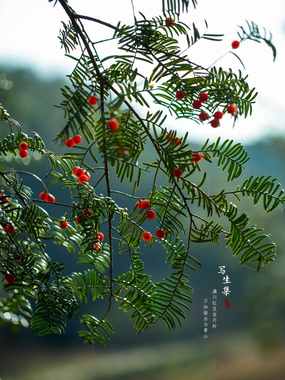 红豆杉刚开花时的图片图片