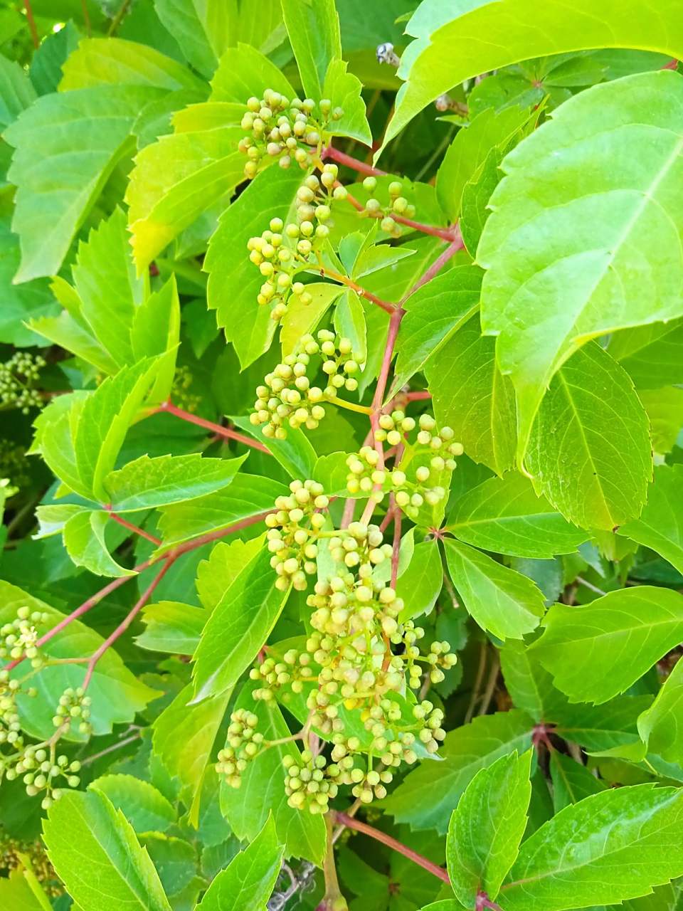 路边的爬山虎居然也会开花结果,这是我第一次见爬山虎结的果子.