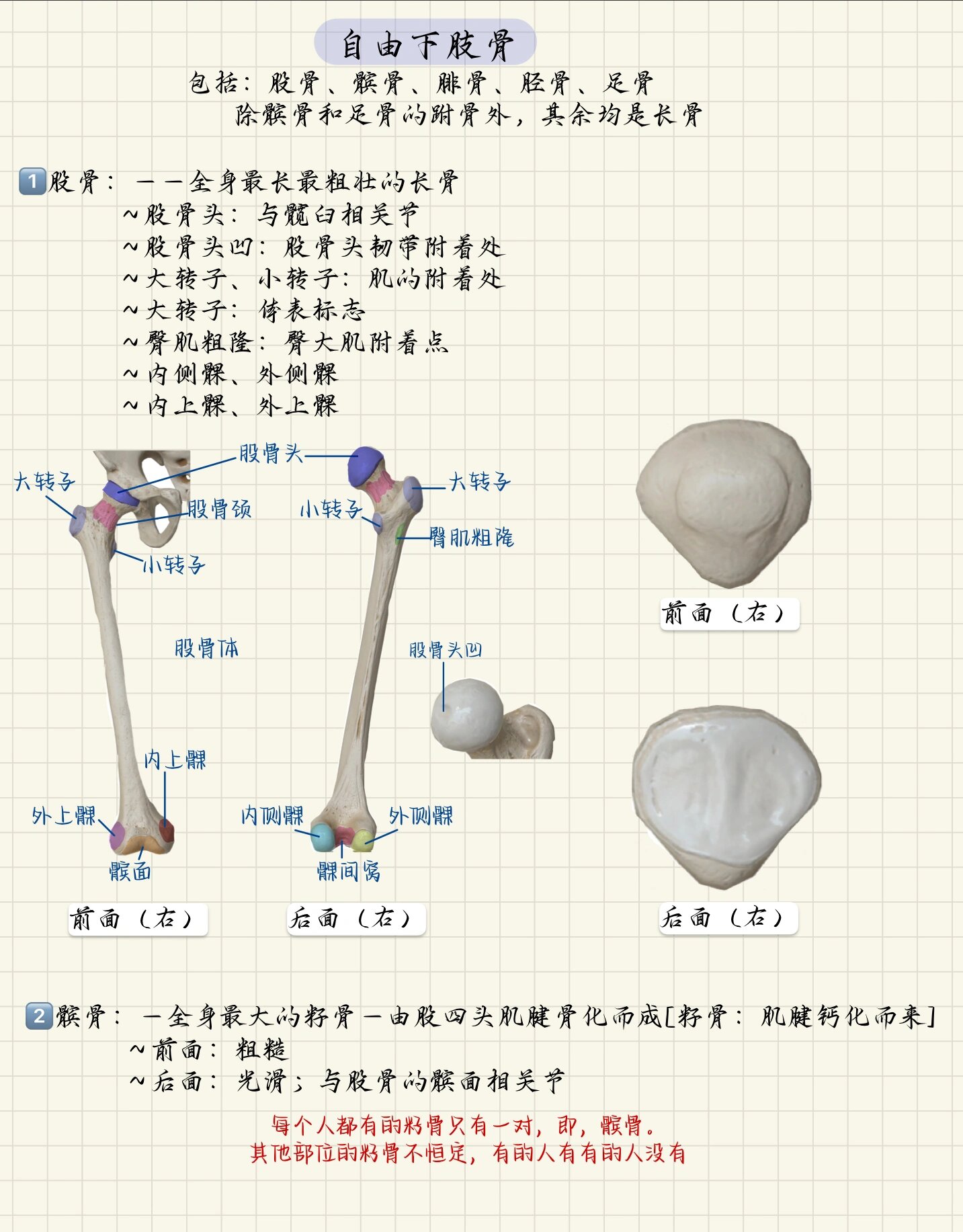 自由下肢骨