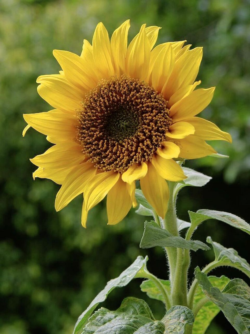 向日葵,别名:转日莲,向阳花,望日葵 向日葵从发芽到花盘盛开之前这一