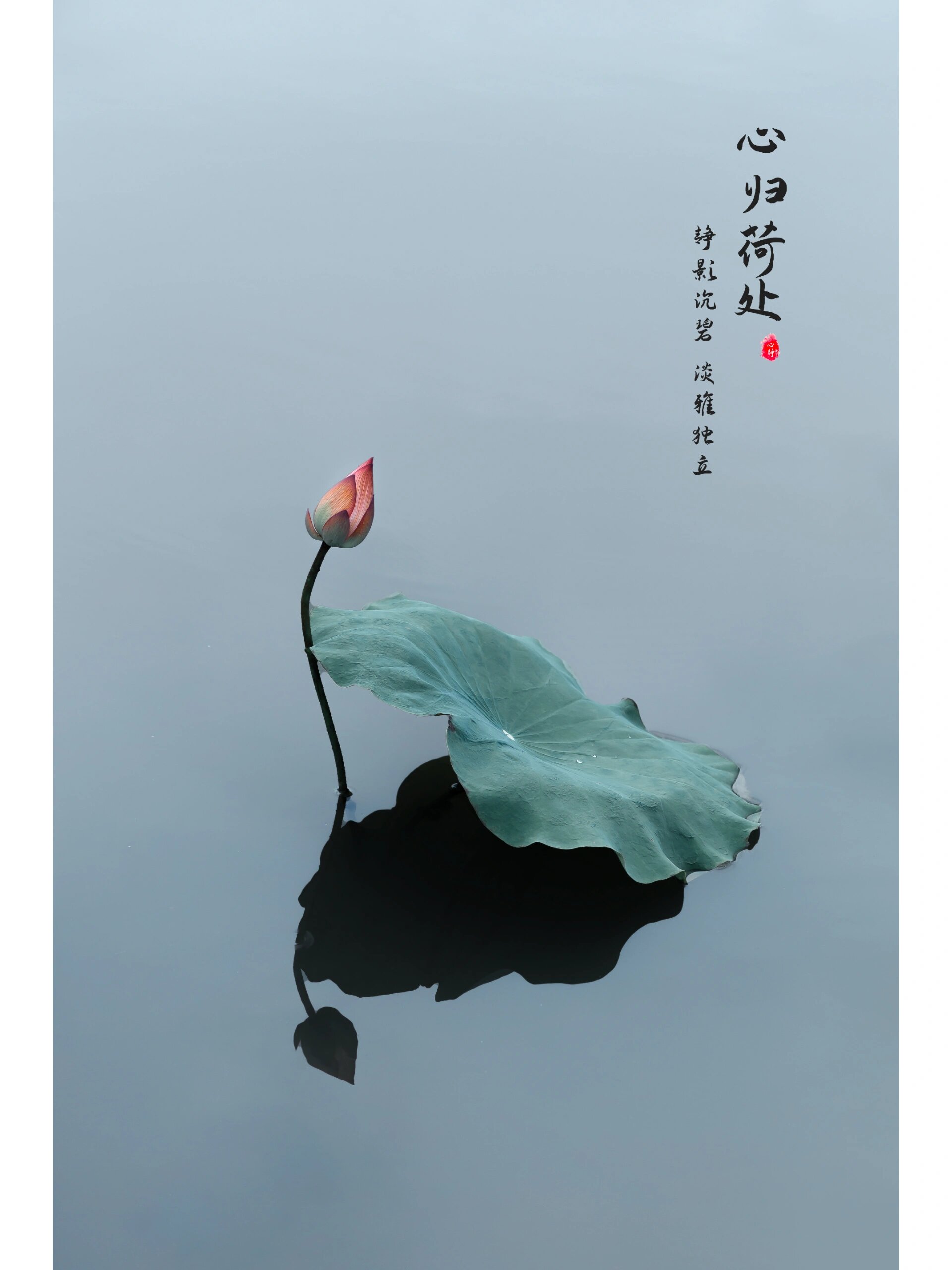 绘画素材| 唯美夏日荷花,超有意境