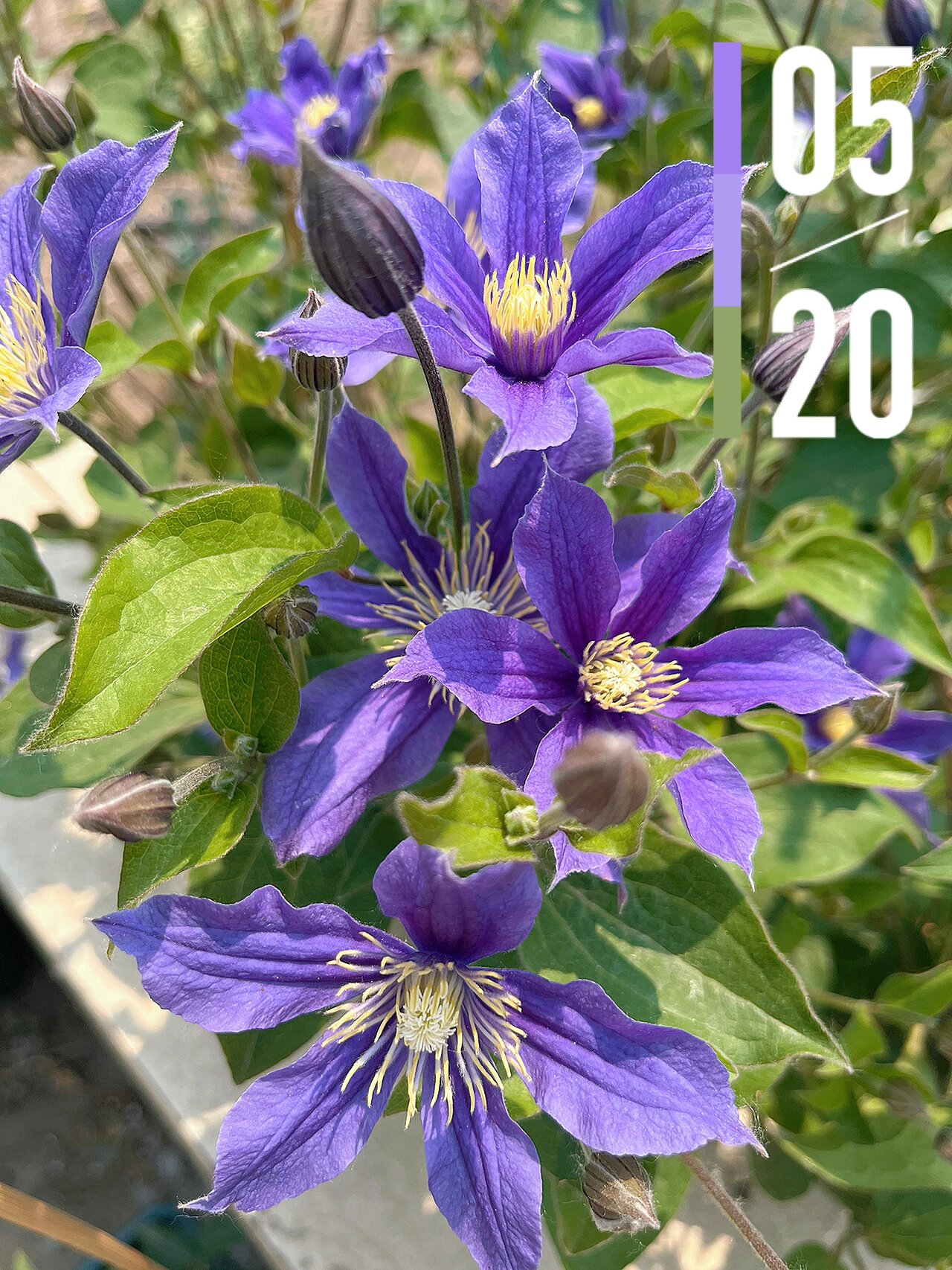 铁线莲 阿拉贝拉 7区,5月中下旬盛花期,初开紫色,后期偏蓝,全缘组三类