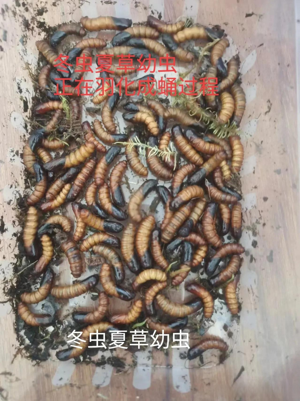 冬虫夏草幼虫长到这个程度,马上就会羽化成蛹了,冬虫夏草幼虫也叫蝙蝠