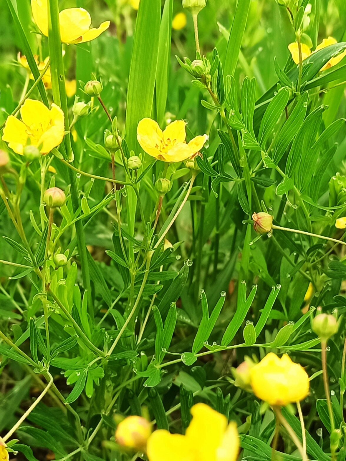 东北野草花(十八)二裂委陵菜 蔷薇科委陵菜属多年生草本植物.