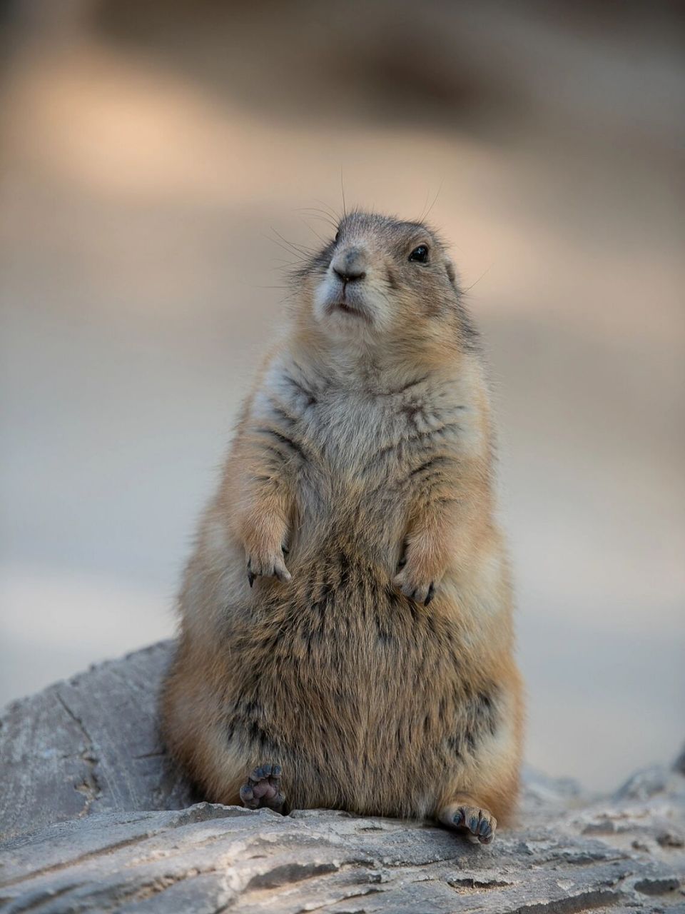 不会"啊～"的小土拨鼠 黑尾土拨鼠 比网红的那个大土拨鼠旱獭小一点