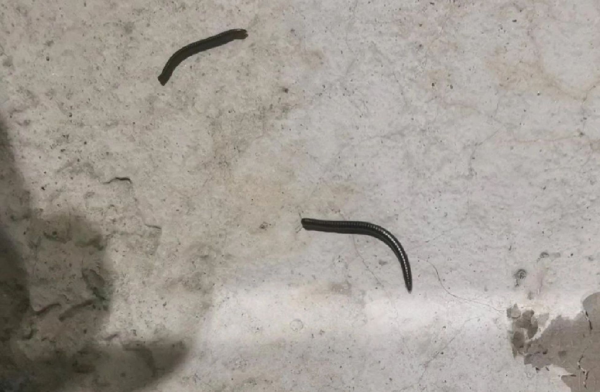 有一种虫子,有很多腿,个头比蜈蚣小一些,出现在潮湿的地方,这种虫子不