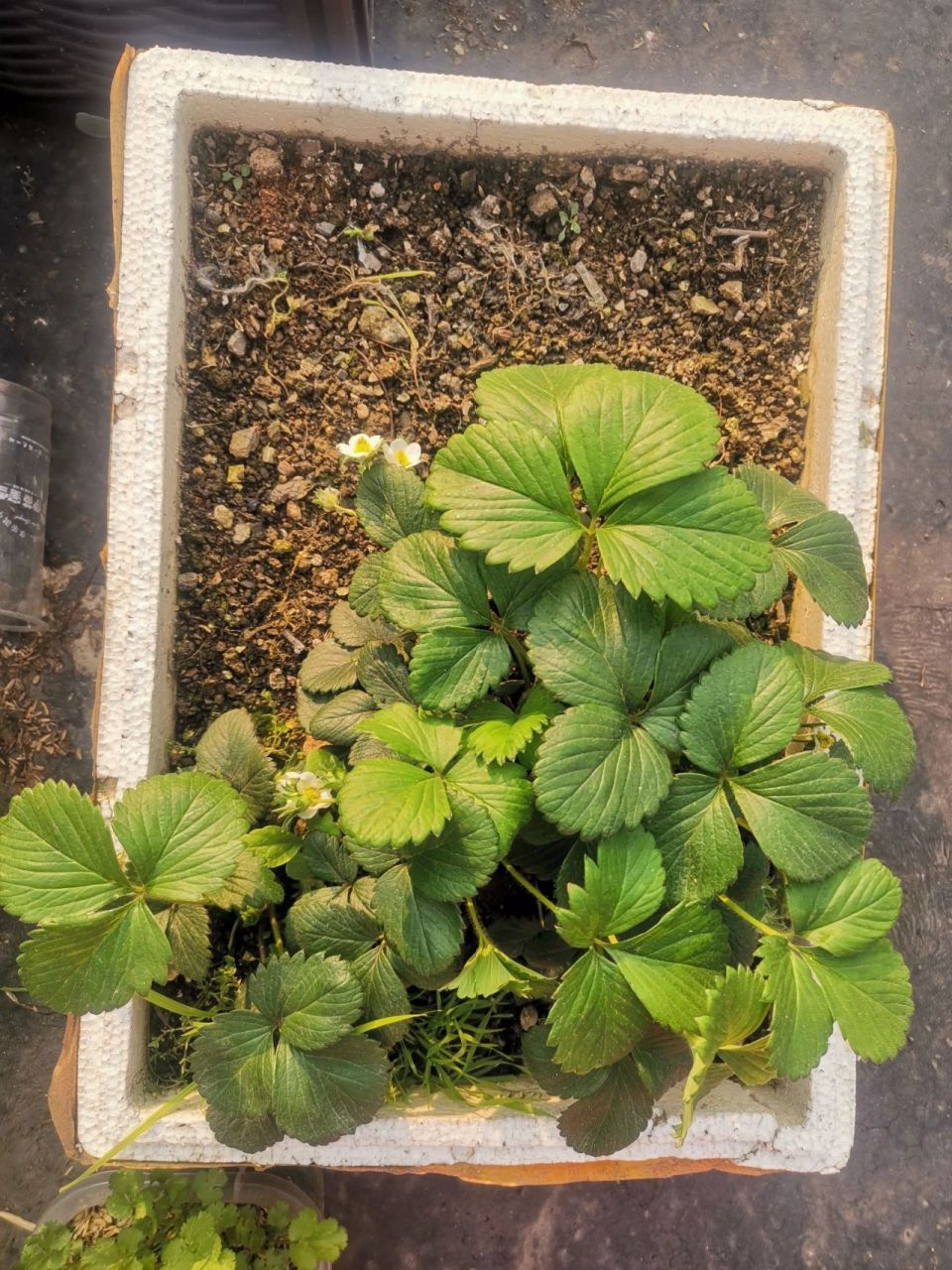 种的草莓果子发黑是什么原因 从去年冬天到现在陆陆续续有在开花结果