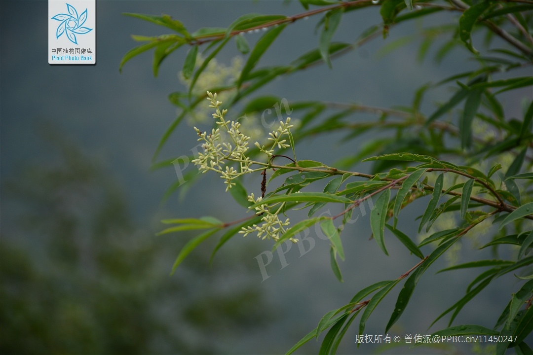 篇05大叶女贞 木犀科女贞属植物,灌木或小乔木,高可达12米;树皮灰褐色