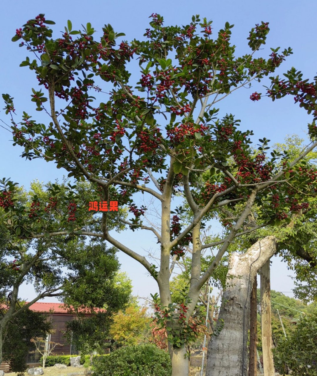 红枫 红梅 鸿运果树 红红火火富贵吉祥 精品景观树点缀美丽庭院
