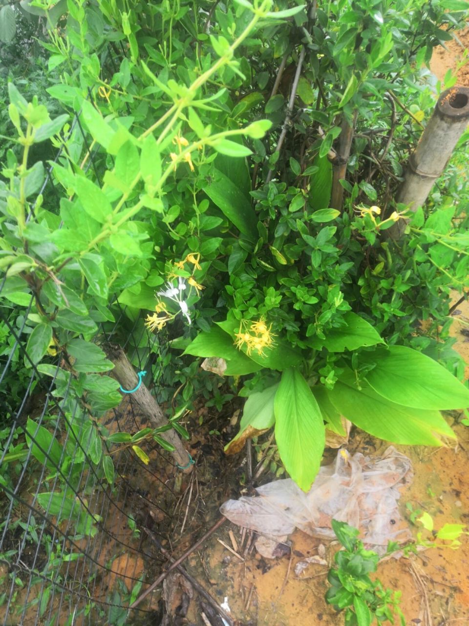 金银花(忍冬藤) 清热解毒,青春痘,无名肿毒,咽喉肿痛,皮肤瘙痒……!