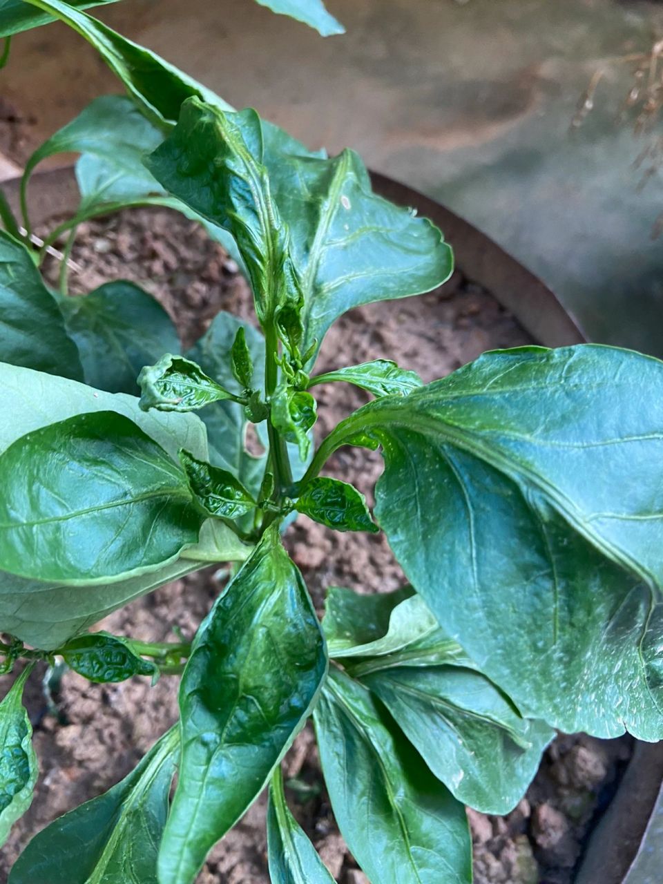 辣椒卷叶,怎么回事姐妹们 种的辣椒莫名其妙的卷叶了,不知道什么原因