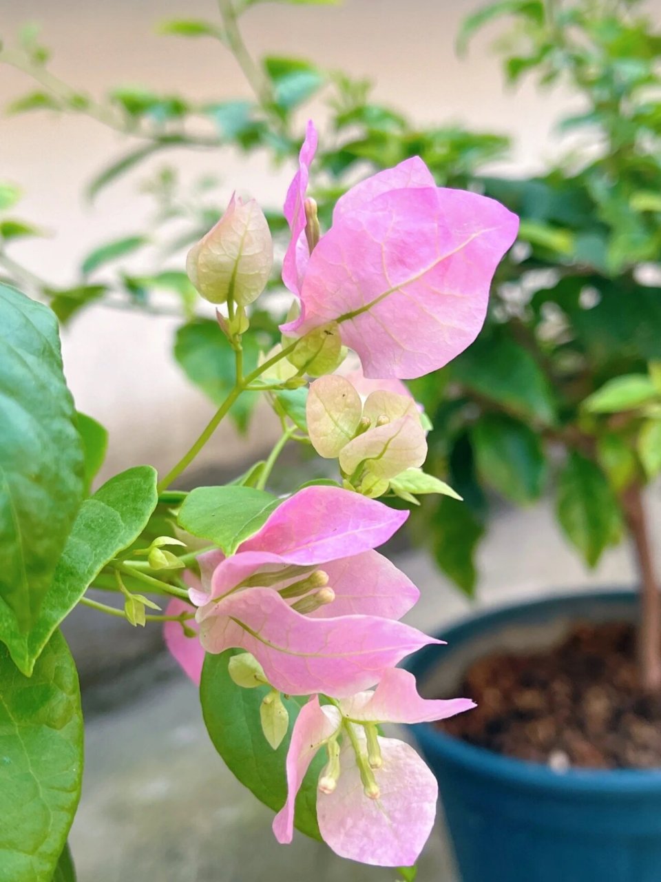 广红樱,一不小心就爆花的三角梅品种.