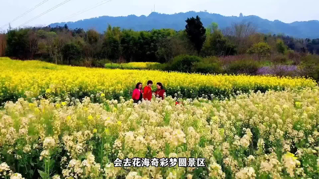 铜梁油菜花图片