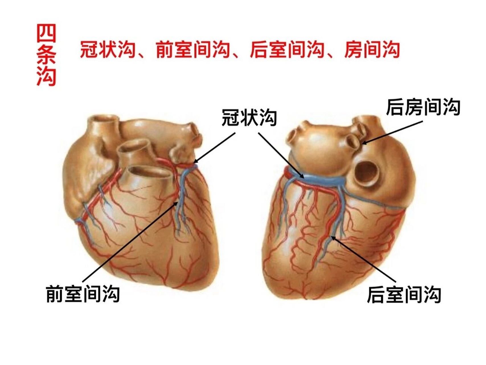 心脏的位置及外形,看图记忆🤔 循环系统是一大章节,心脏位置外形