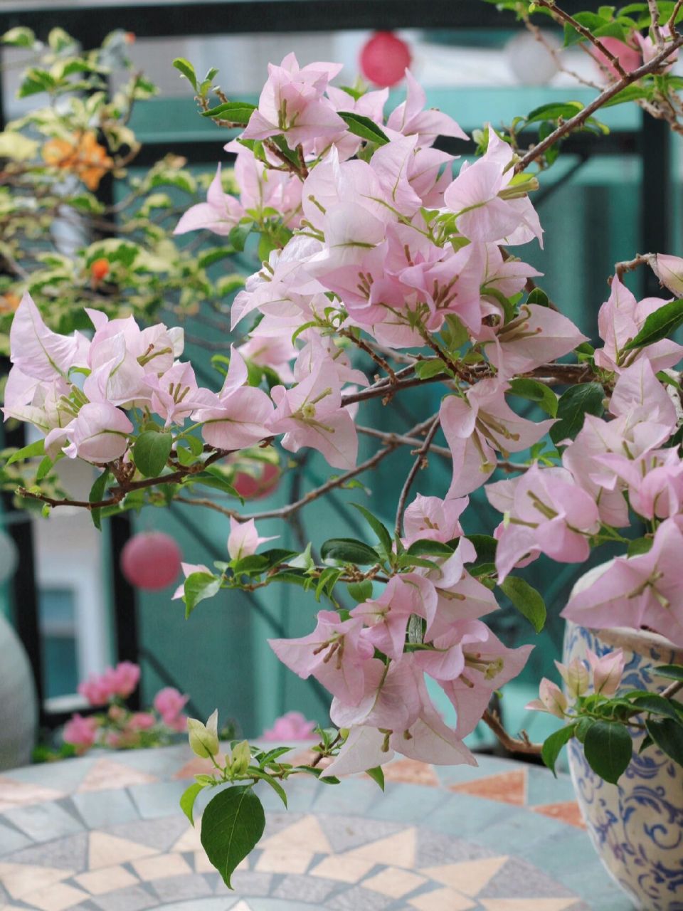 粉色系仙女三角梅-粉天使 粉天使的优点:花大,颜色仙,不掉花(风吹雨打