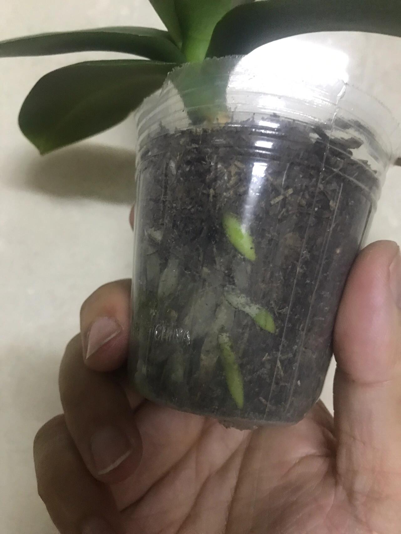 腐叶土种植蝴蝶兰