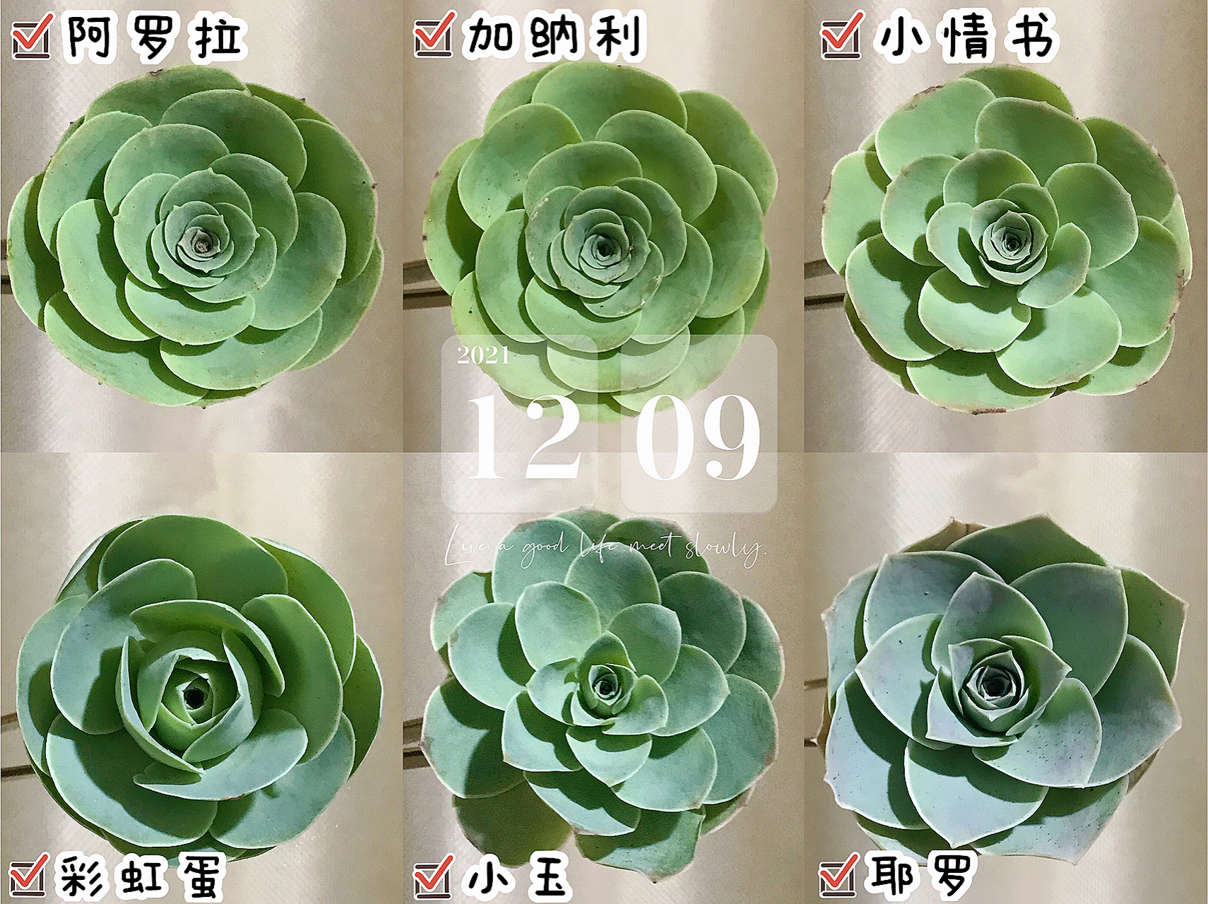 六颗不同类的山地玫瑰 第一次养山地玫瑰,每个品种买了一颗试试.