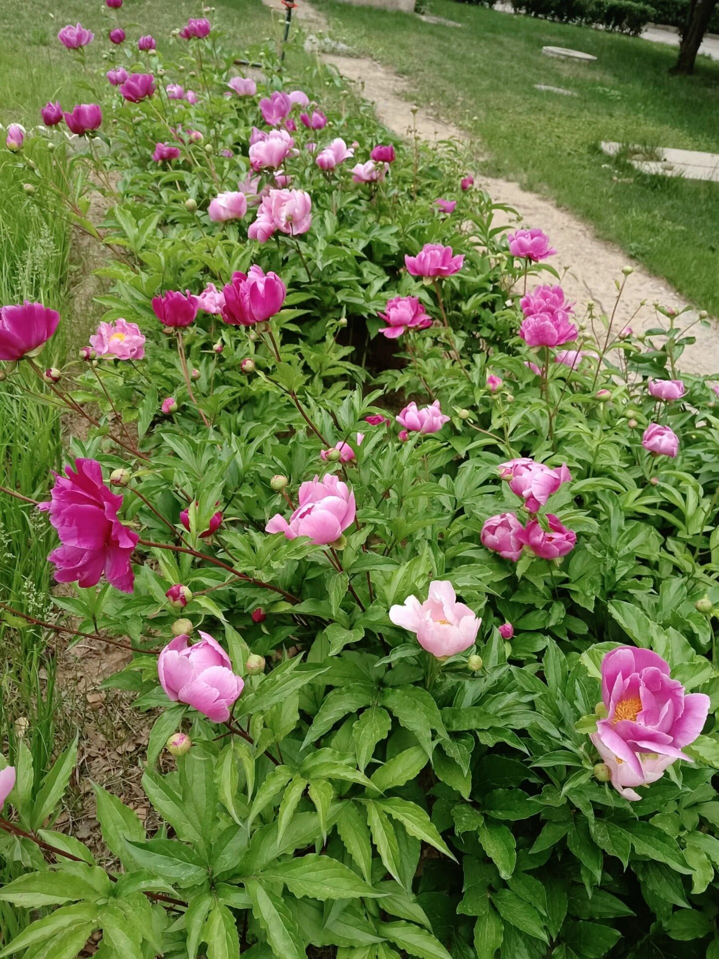 白色芍药花图片花语图片